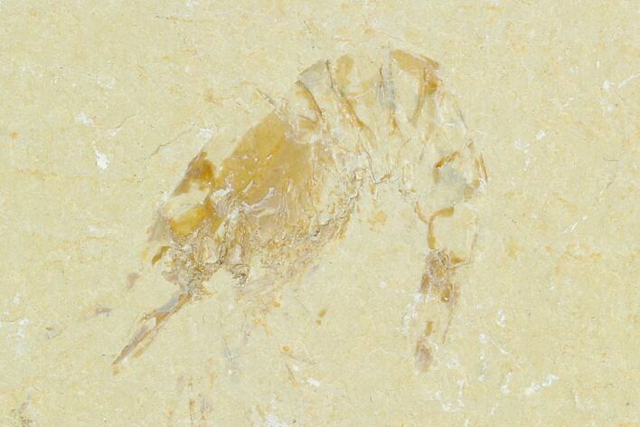 Cretaceous Fossil Shrimp - Lebanon #123979